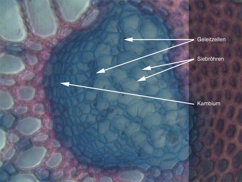 Phloem