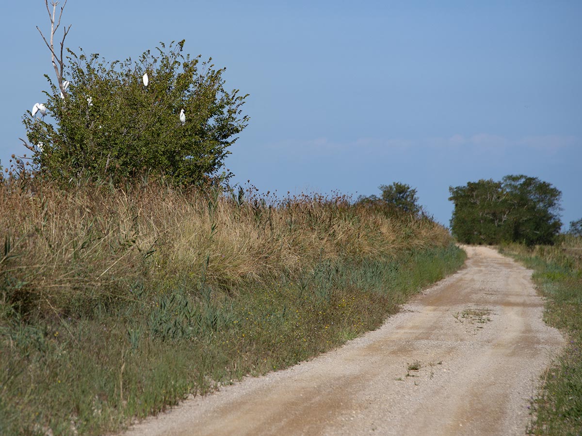 Weg durch den Park