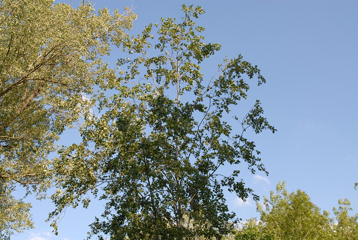 Alnus incana