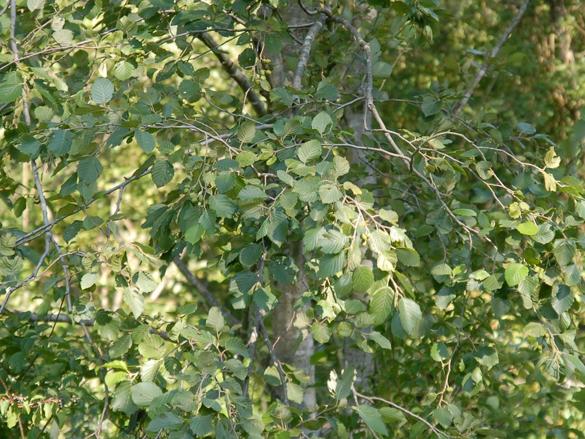 Alnus incana