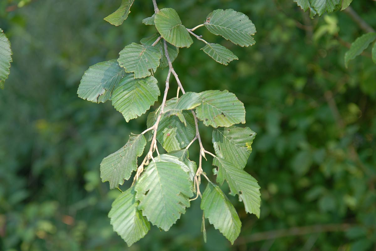 Alnus incana