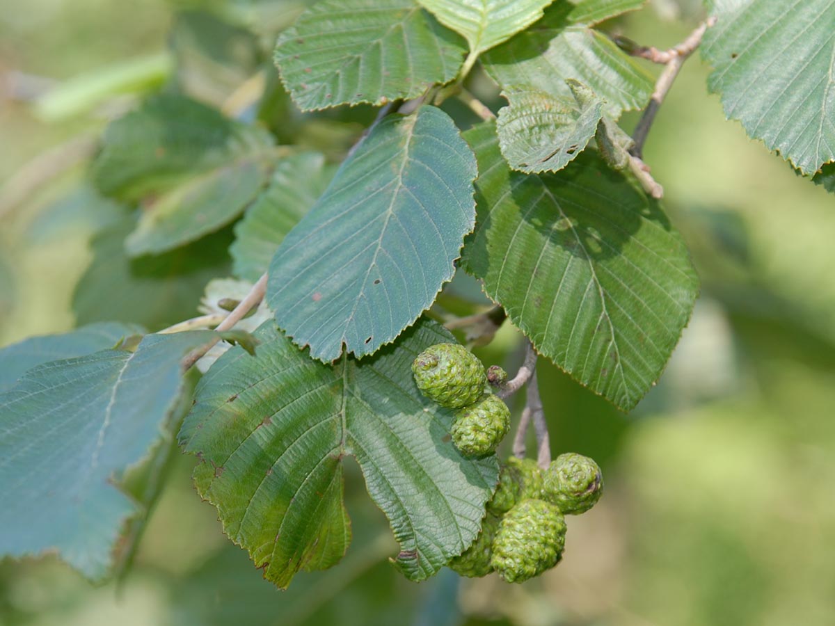 Alnus incana