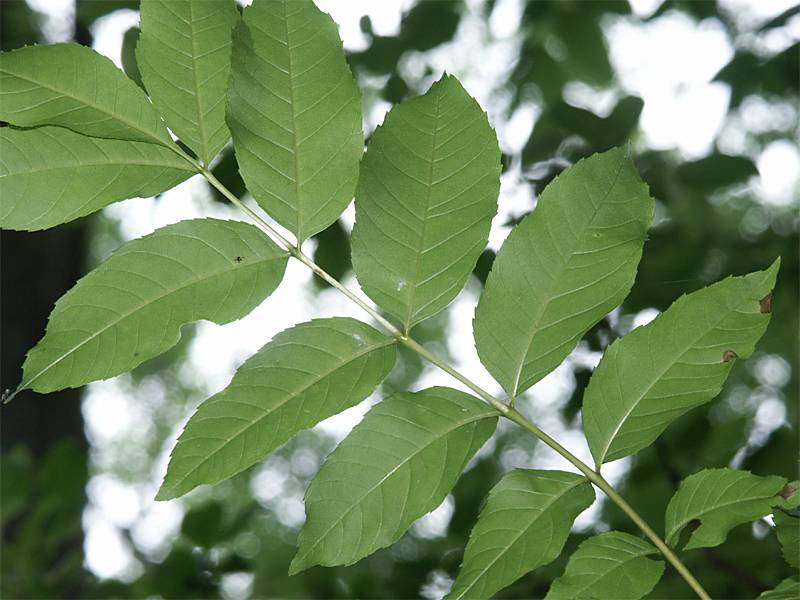 Fraxinus excelsior