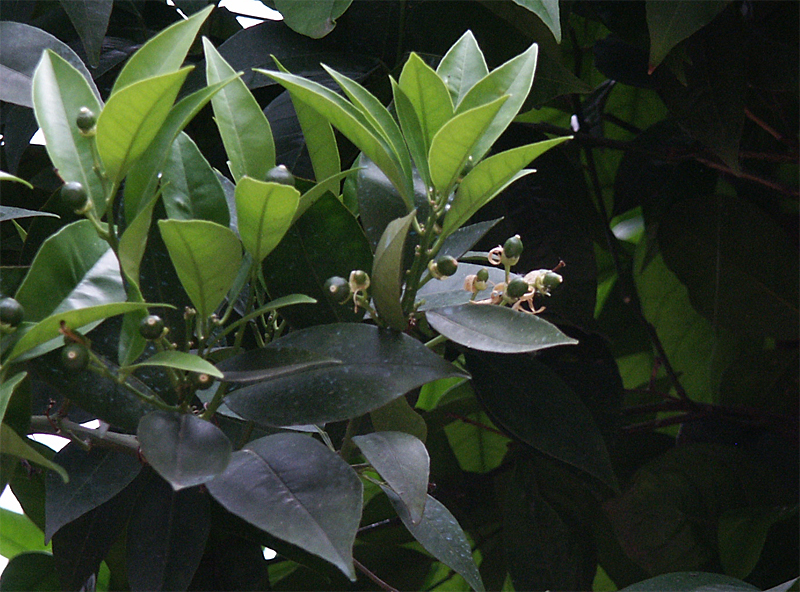 Citrus sinensis