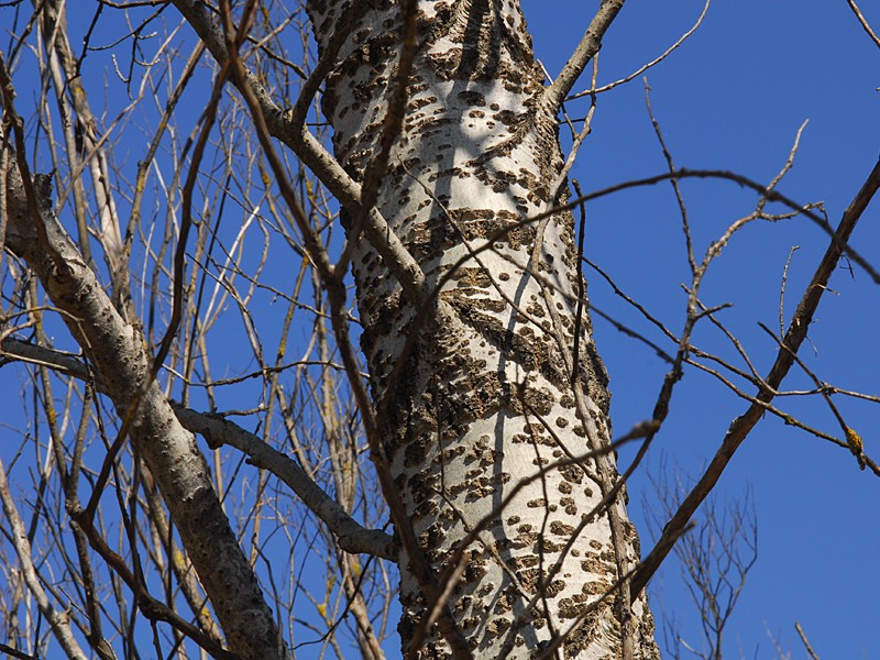 Populus alba