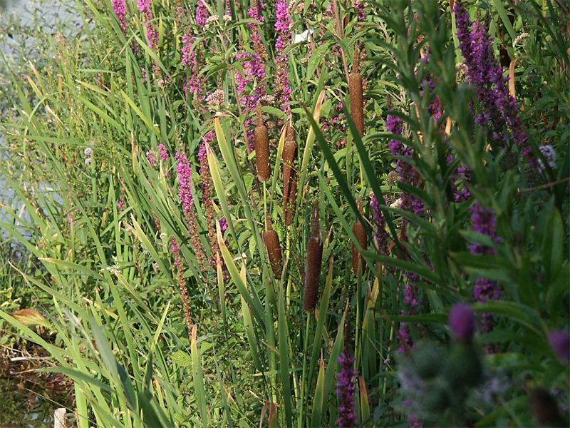 Typha shuttleworthii