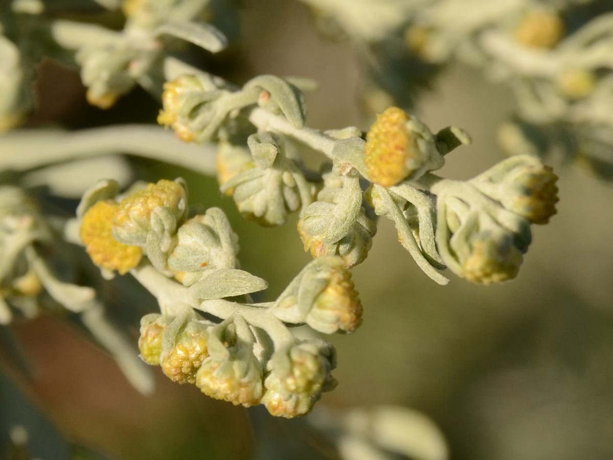 Artemisia absinthium