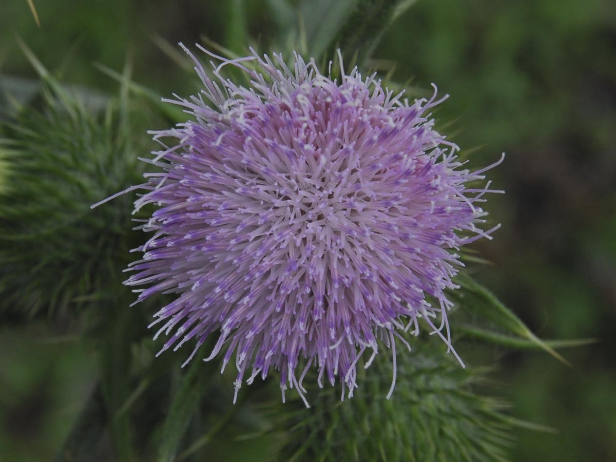 Cirsium vulgare