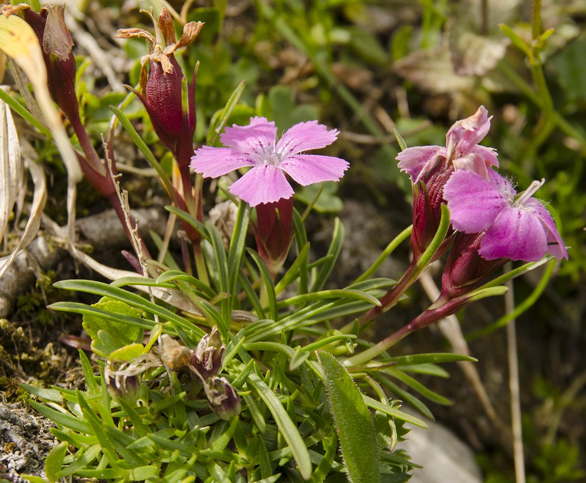 Habitus