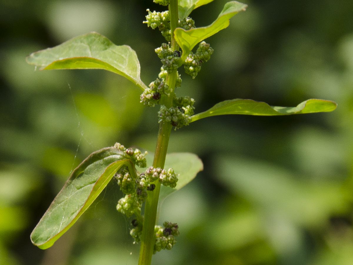 Chenopodium polyspermum