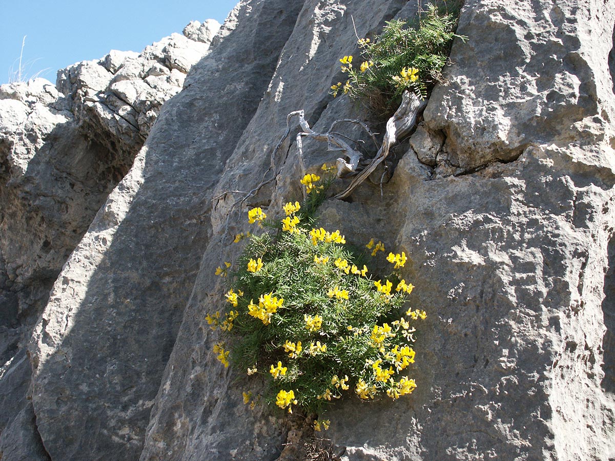 Hippocrepis balearica