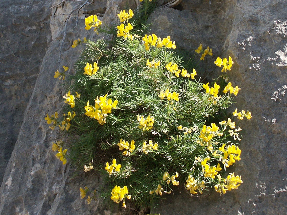 Hippocrepis balearica