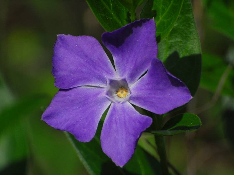 Vinca major