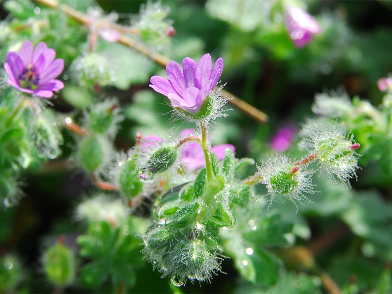 Geranium molle