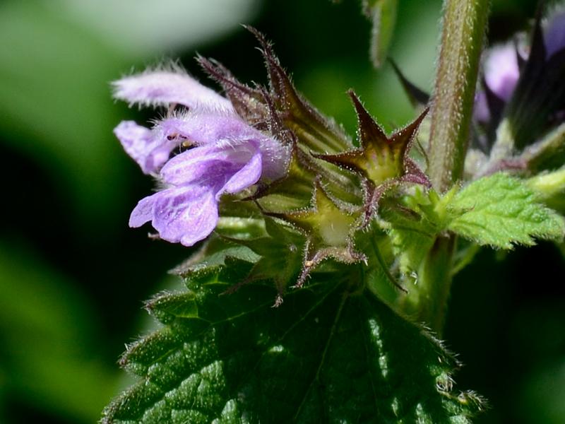 Ballota nigra ssp. nigra