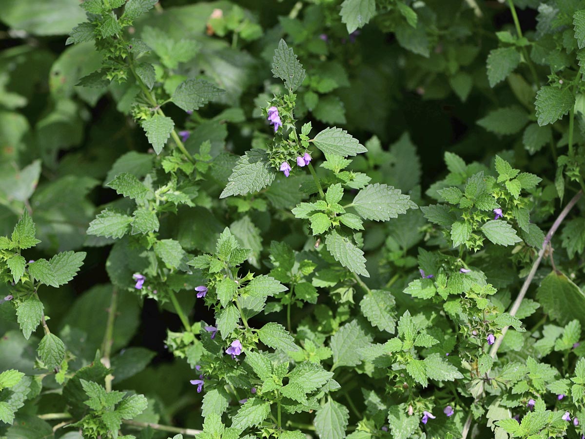 Ballota nigra ssp. nigra