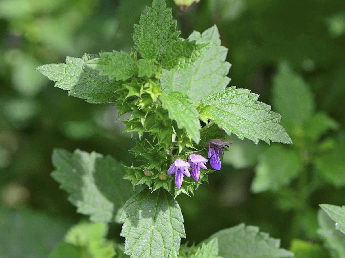 Ballota nigra ssp. nigra