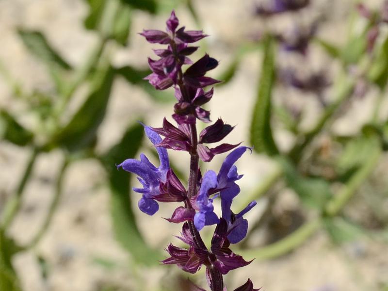 Salvia nemorosa