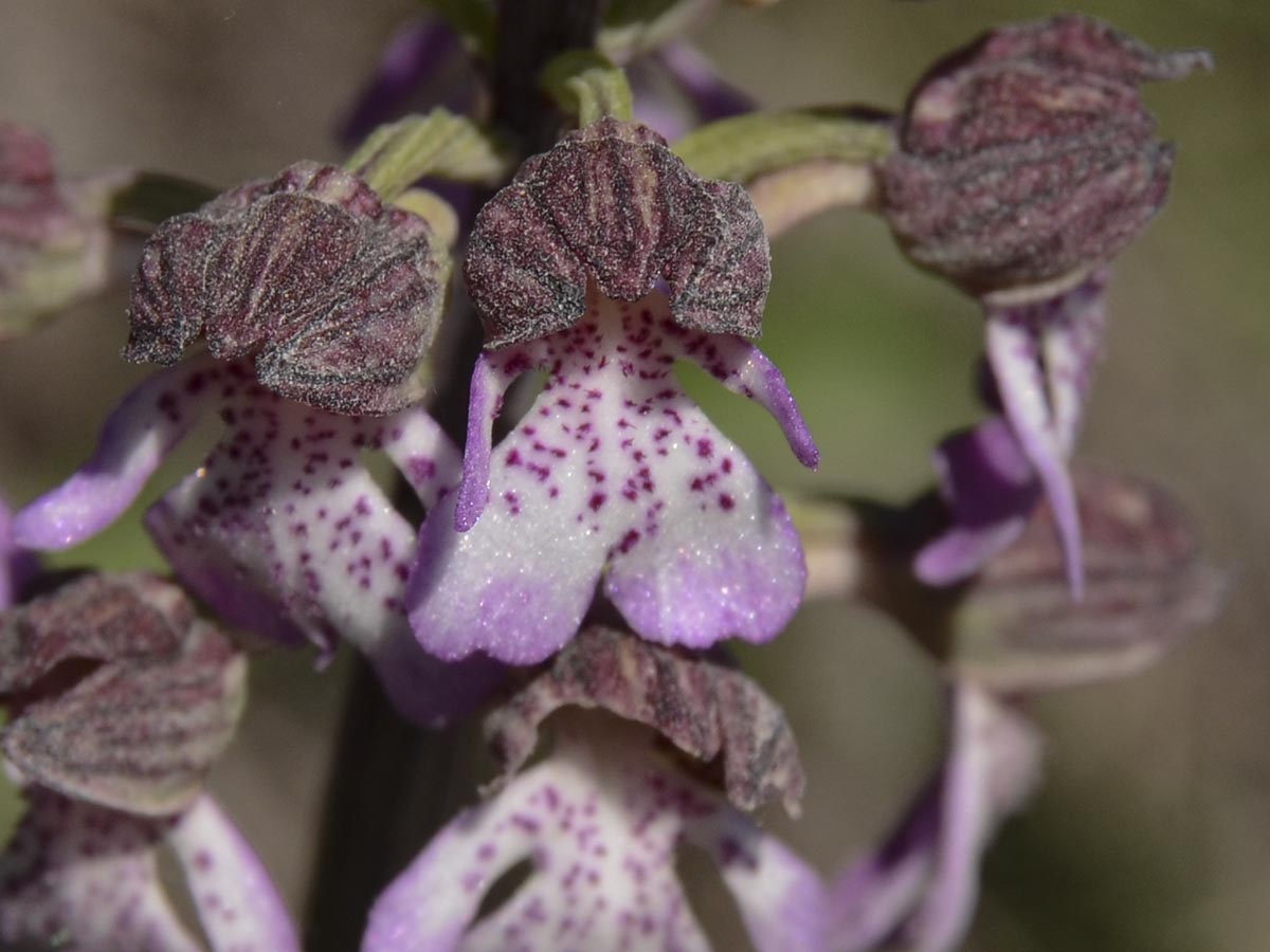 Orchis purpurea