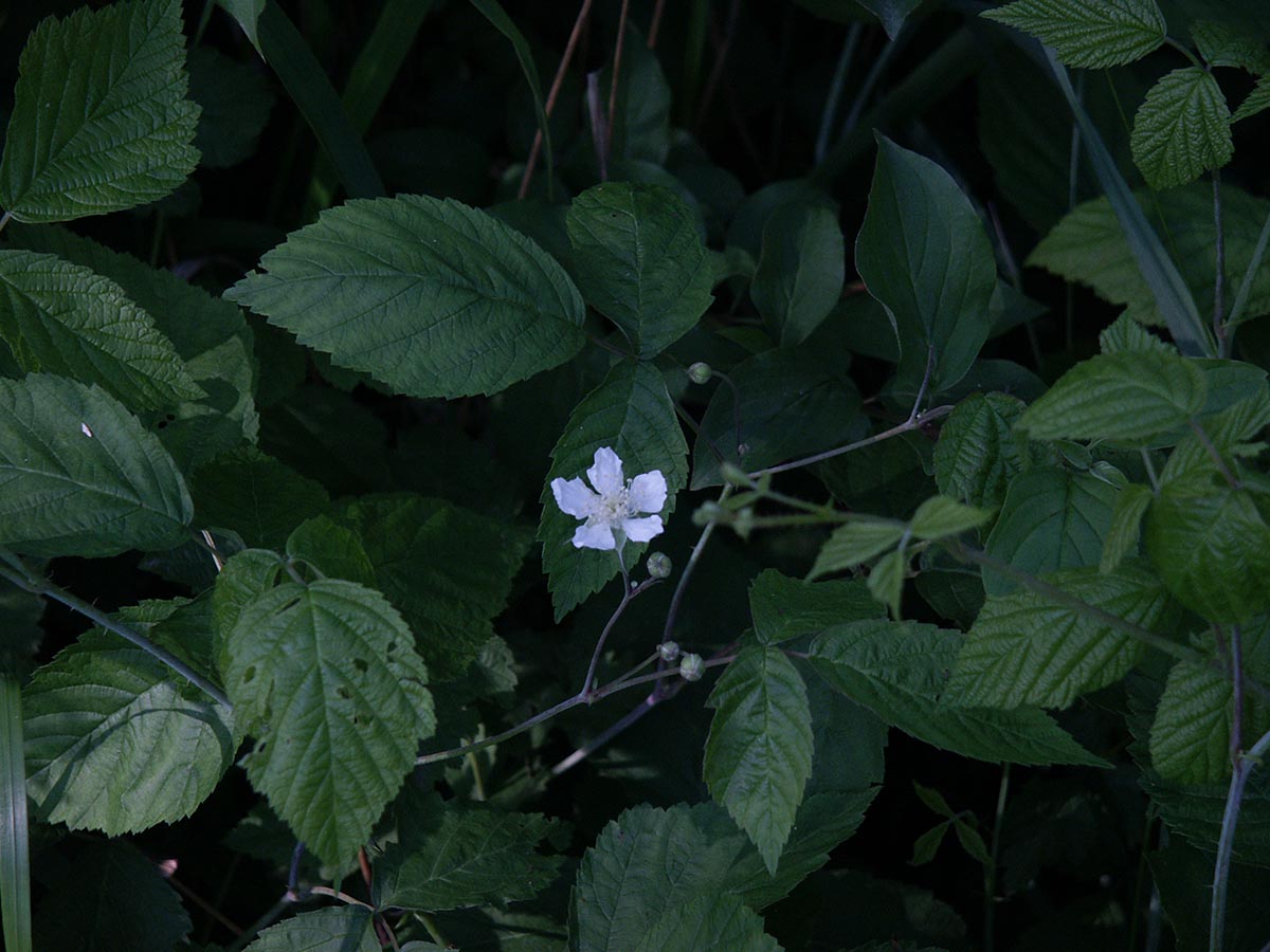 Rubus caesius