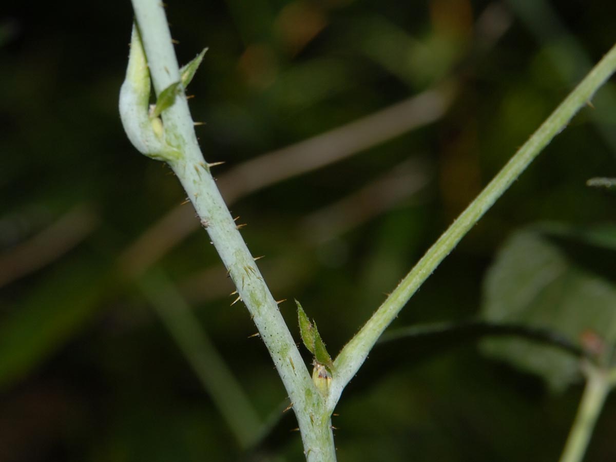 Rubus caesius