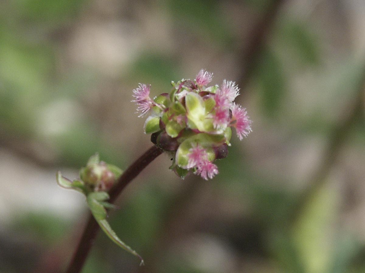 Sanguisorba minor