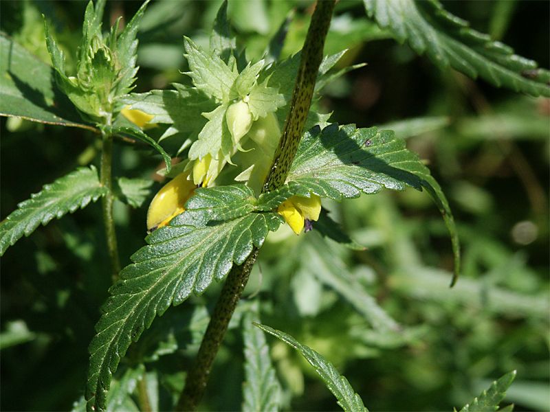 Rhinanthus serotinus