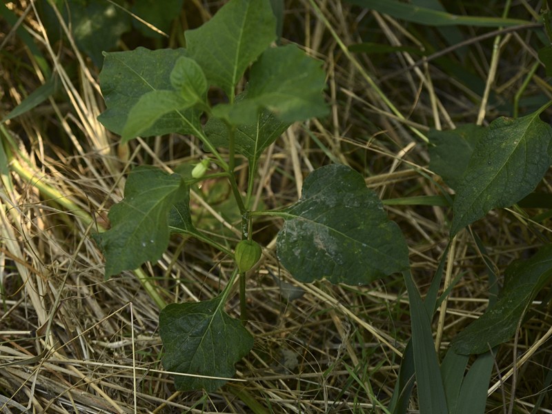 Physalis alkekengi