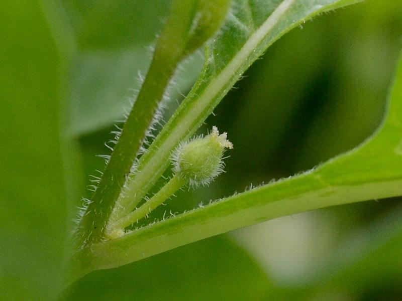 Physalis alkekengi