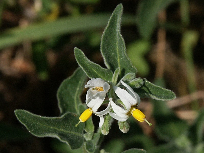 Solanum chenopodioides