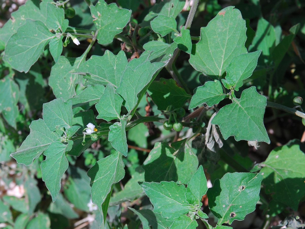 Solanum nigrum