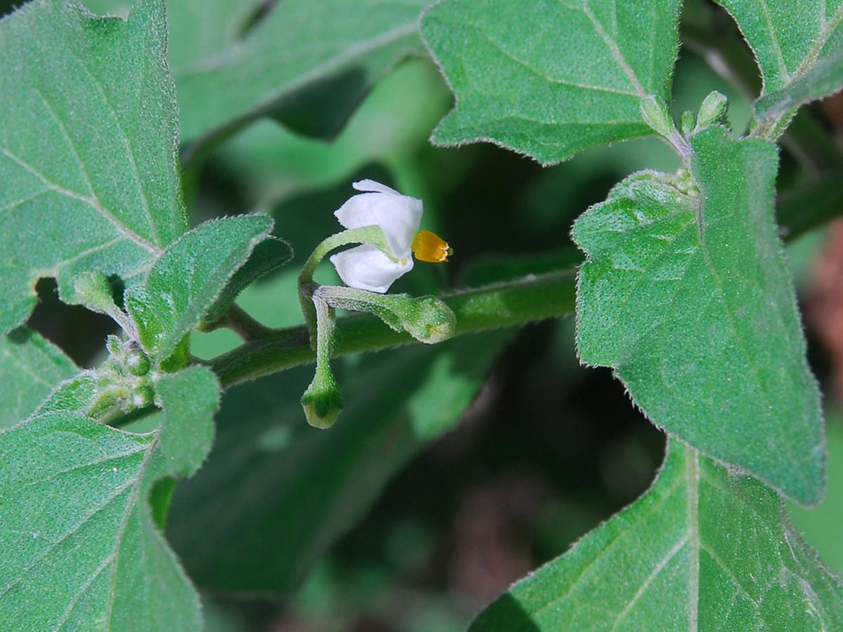 Solanum nigrum