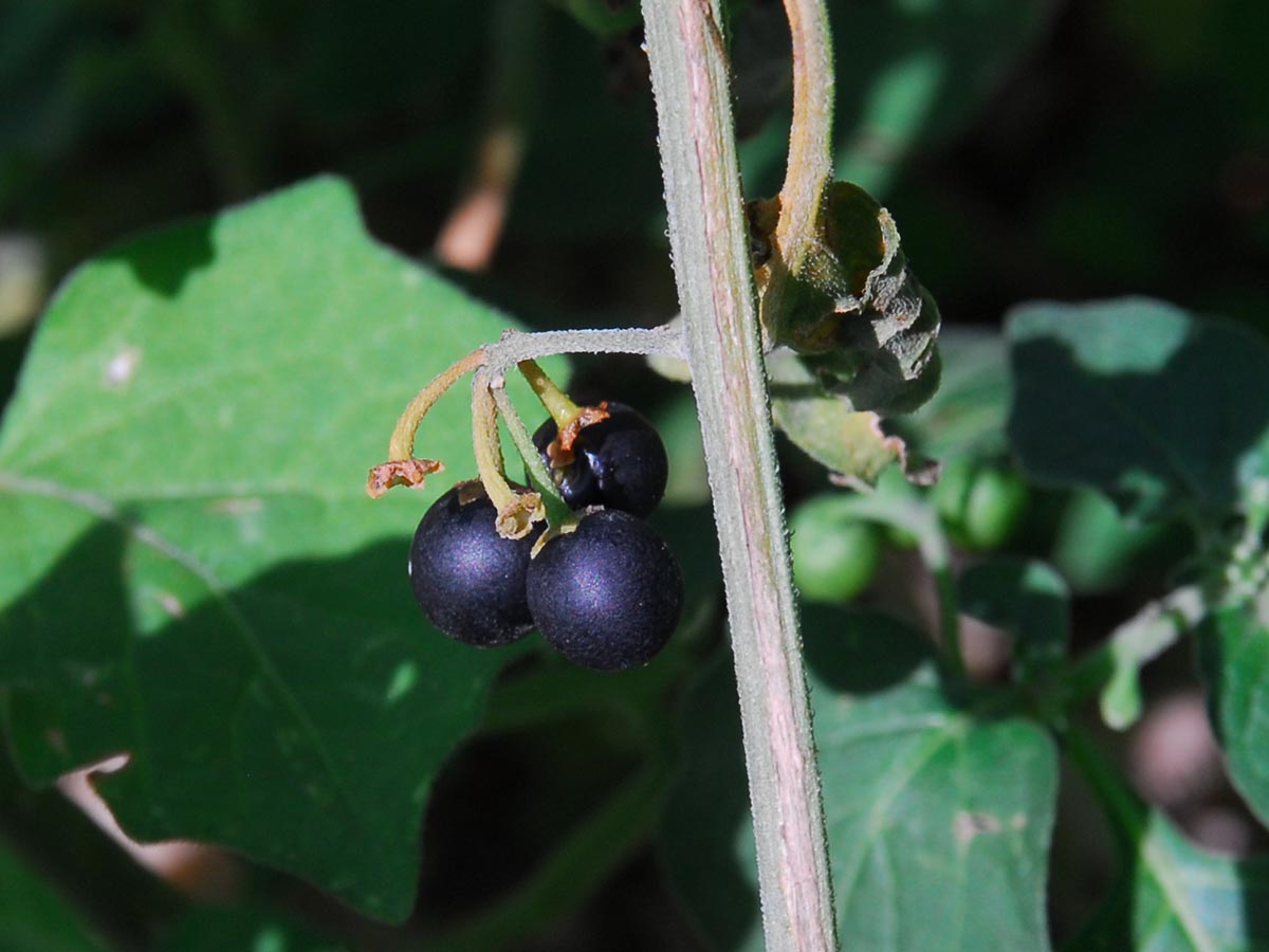 Solanum nigrum