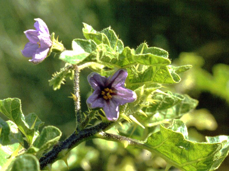 Solanum sodomaeum