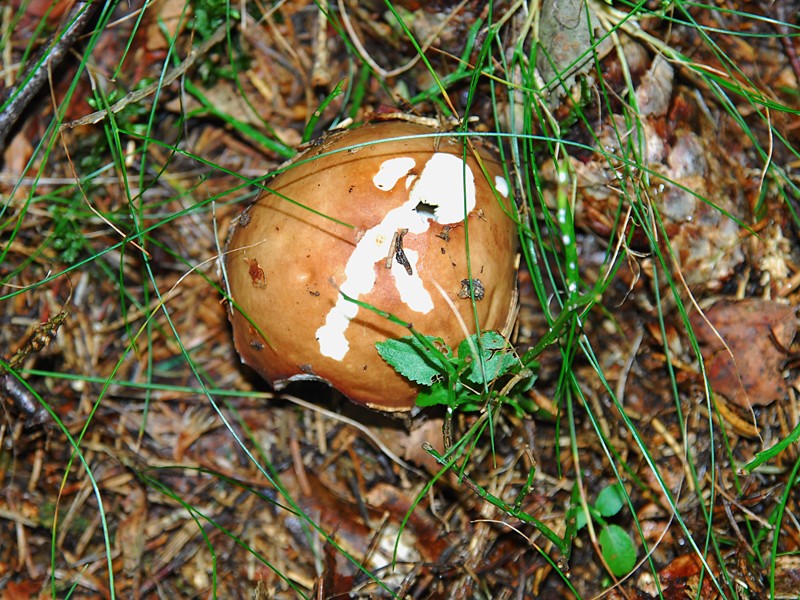 Russula velenovskyi