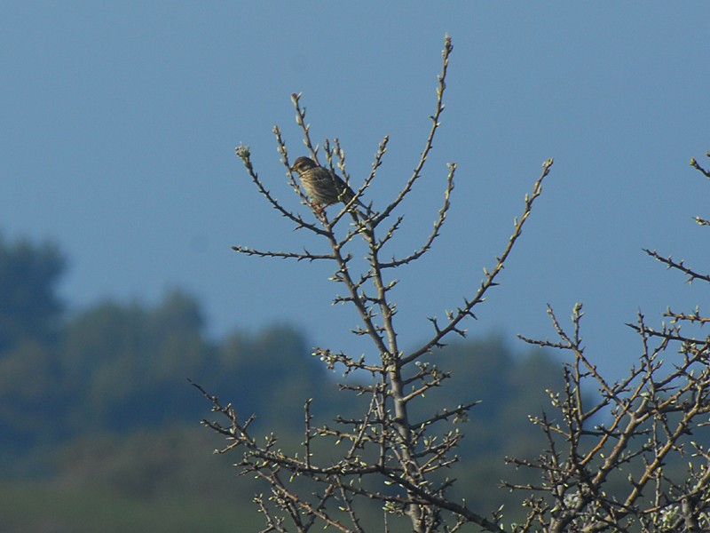 Anthus sp.