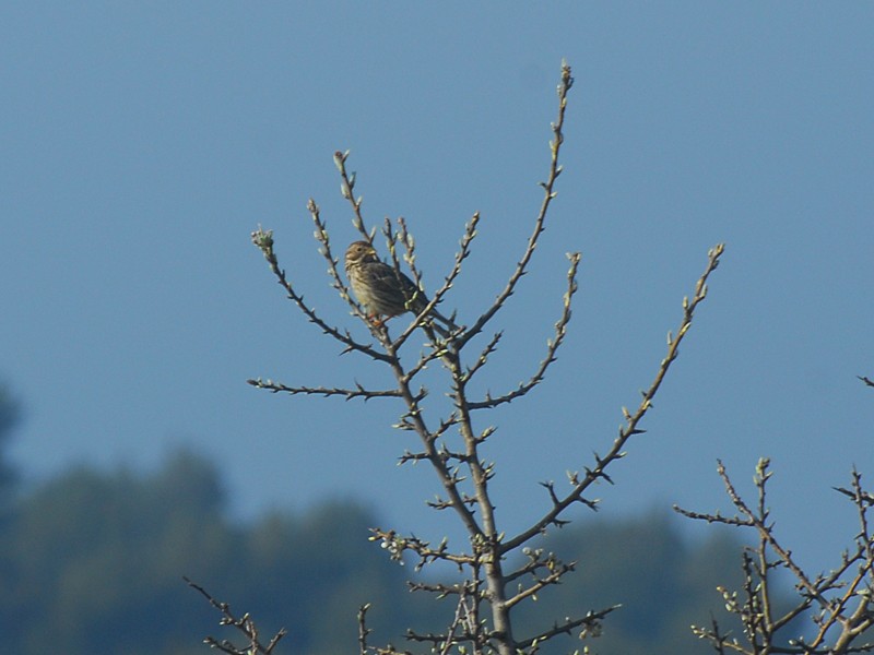 Anthus sp.