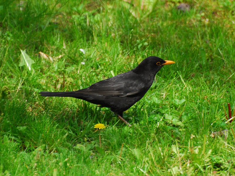 Turdus merula