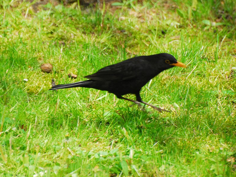 Turdus merula