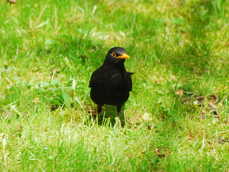 Turdus merula