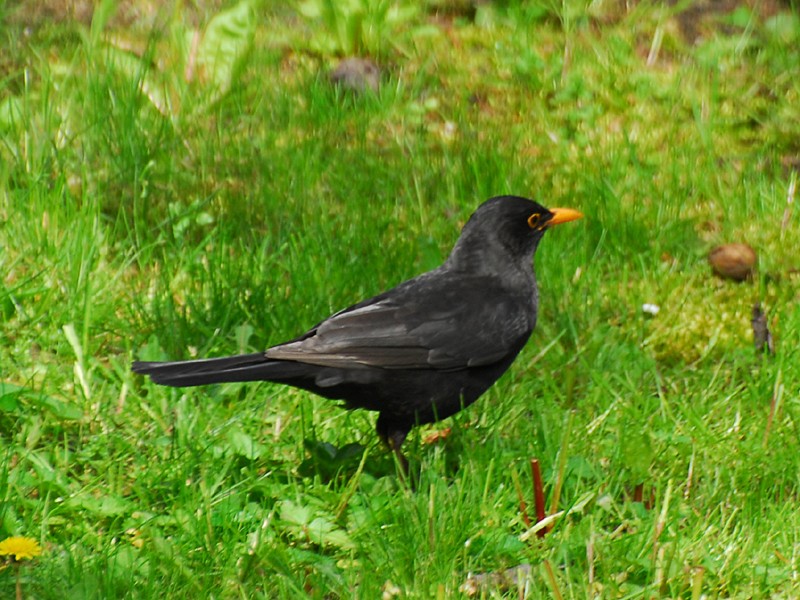 Turdus merula