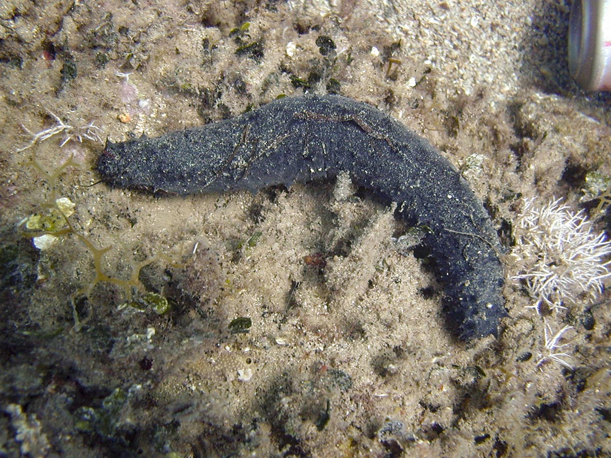 Holothuria tubulosa