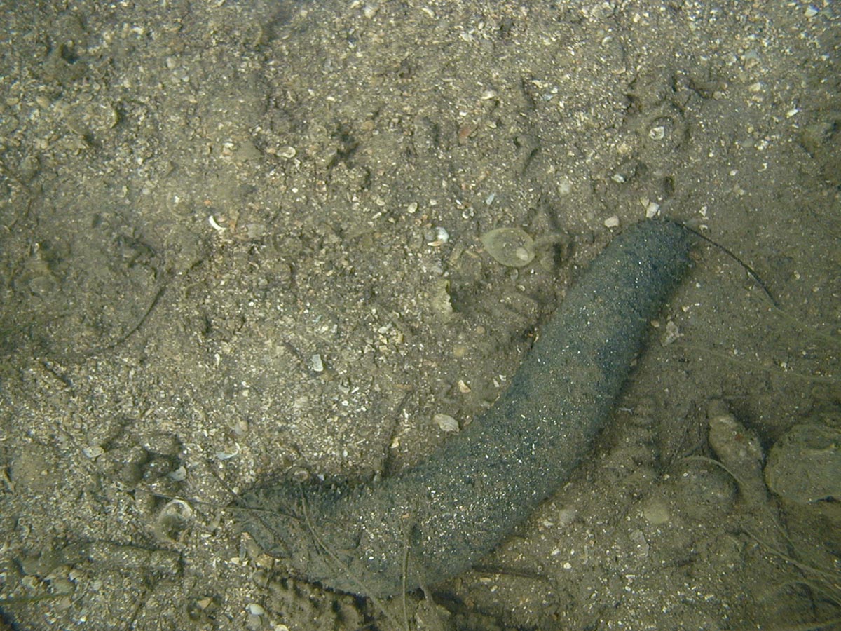 Holothuria tubulosa