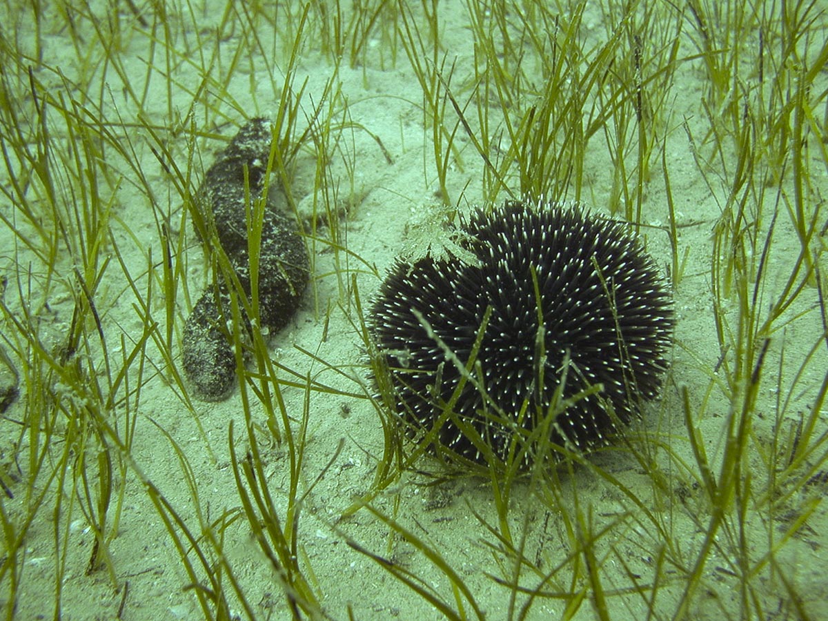 Holothuria tubulosa