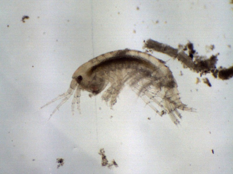 Gammarus sp.