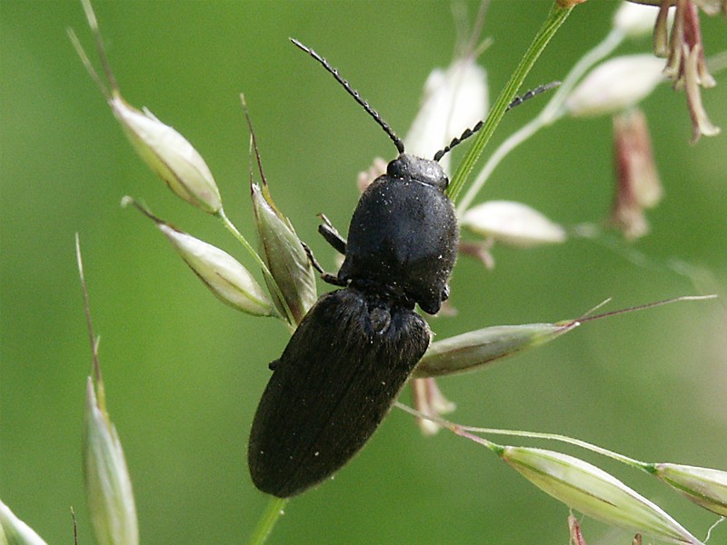 Hemicrepidus niger