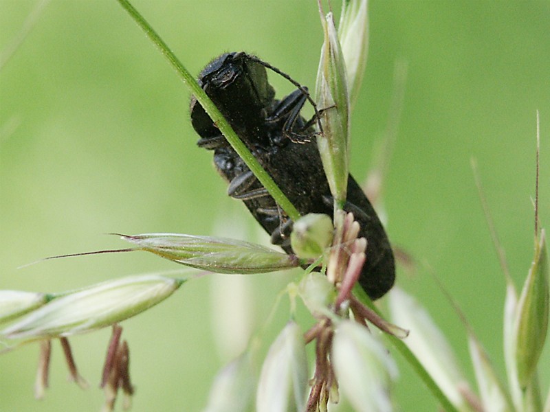 Hemicrepidus niger