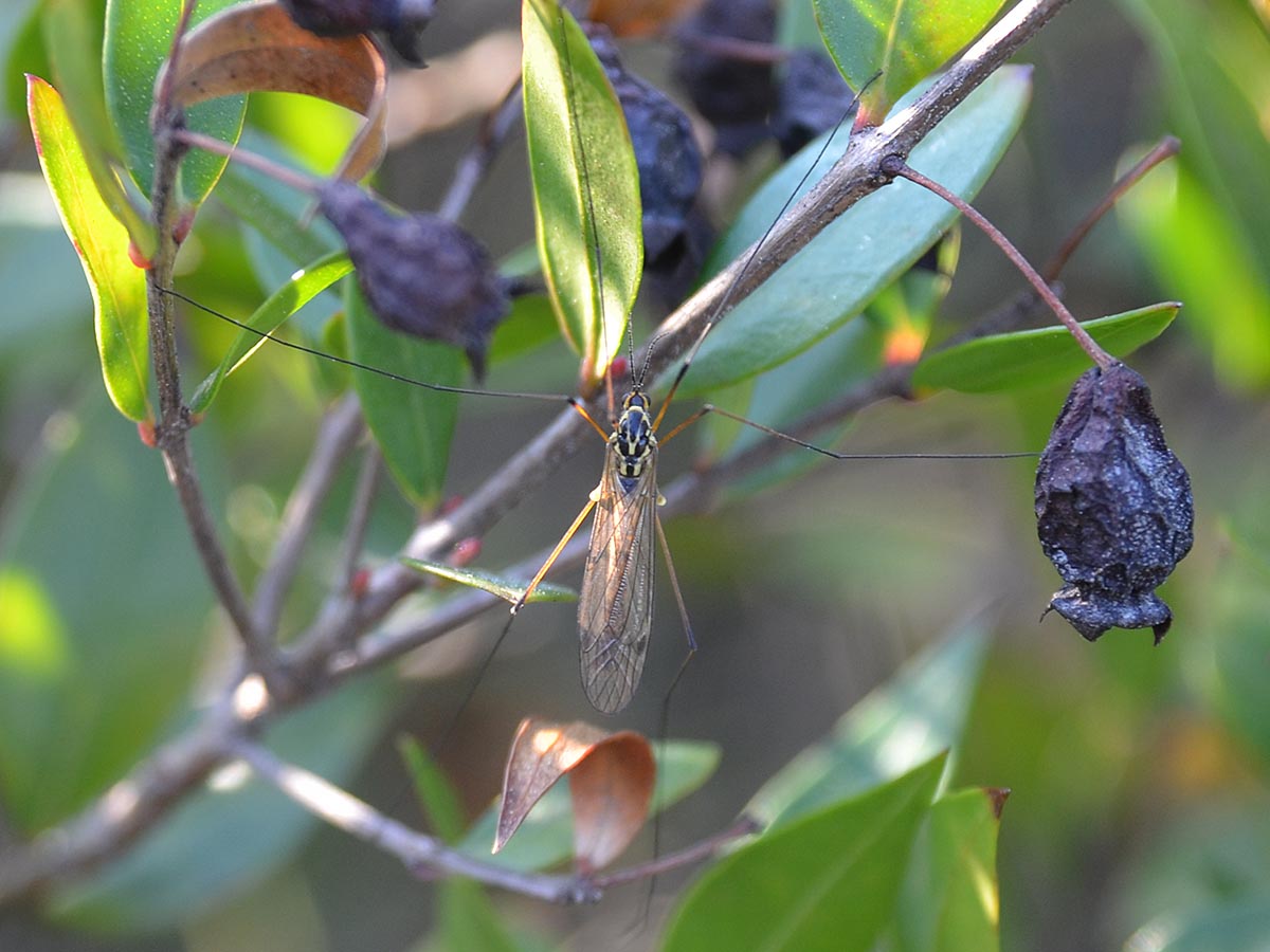 Nephrotoma appendiculata