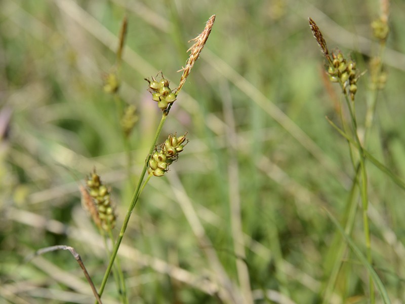 Carex liparocarpos