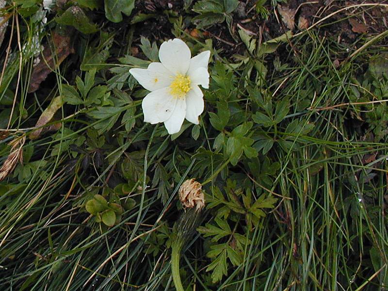 Pulsatilla alpina ssp. austriaca